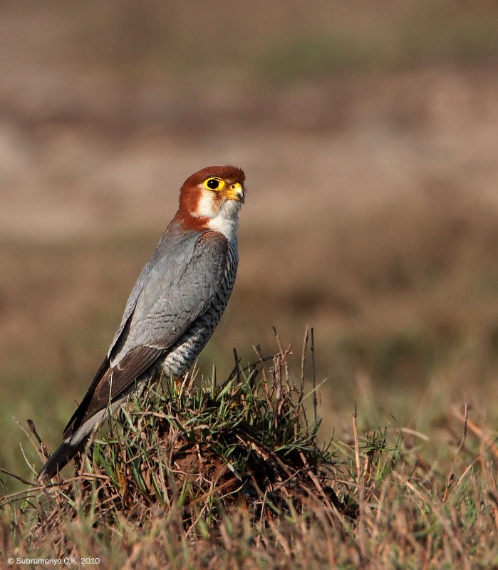 Red-necked Falcon (Asian) - Subramanya C K