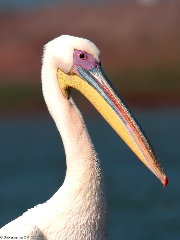 Great White Pelican - Subramanya C K