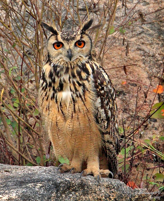 Eurasian Eagle-Owl - Subramanya C K