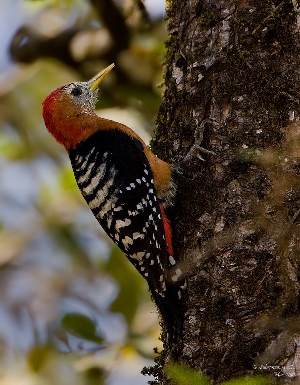 Rufous-bellied Woodpecker - ML205471711