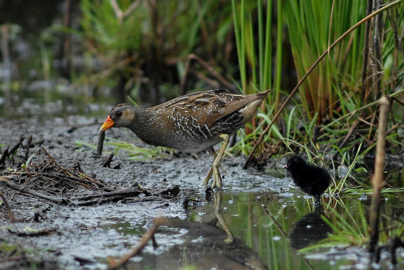 Spotted Crake - ML205472141