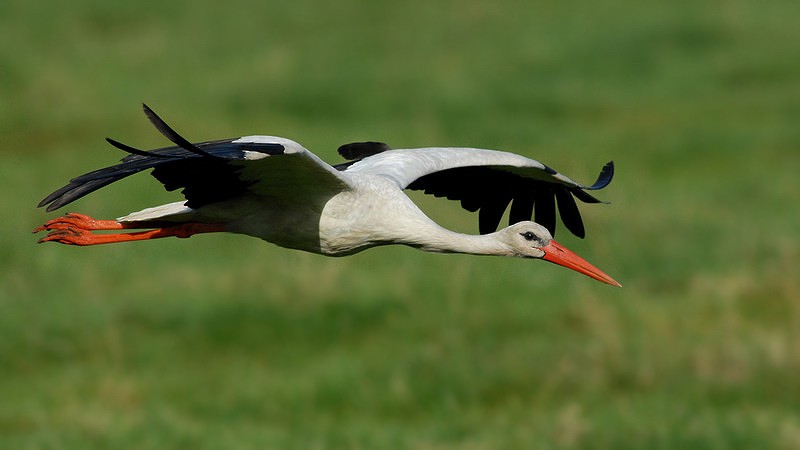 White Stork - Gerard  Visser