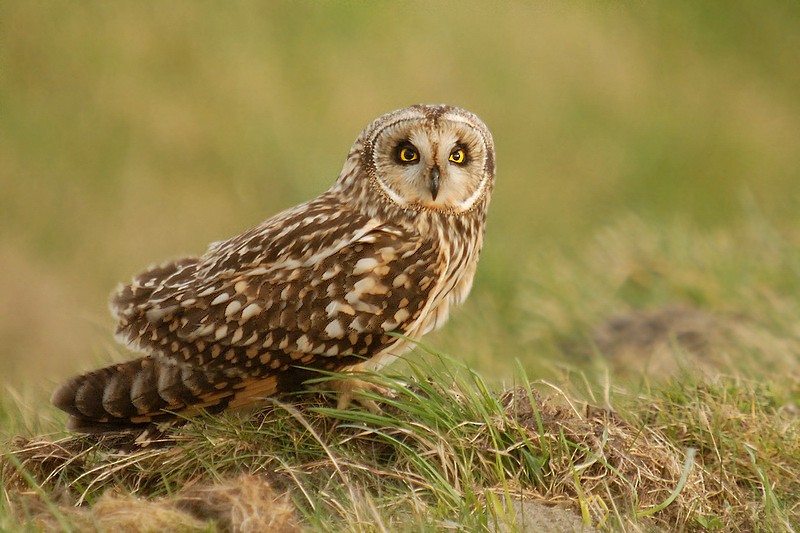 Short-eared Owl (Northern) - Gerard  Visser