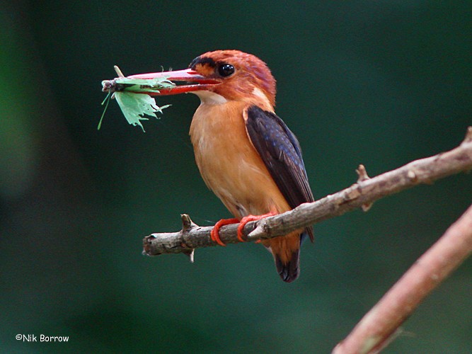 African Dwarf Kingfisher - Nik Borrow
