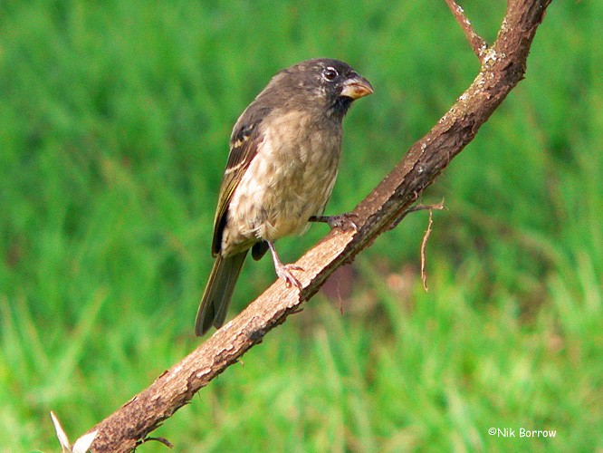 Thick-billed Seedeater - Nik Borrow