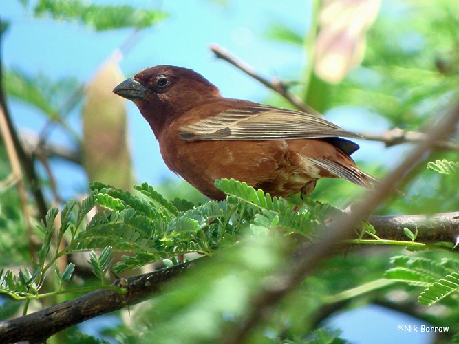 Chestnut Sparrow - Nik Borrow