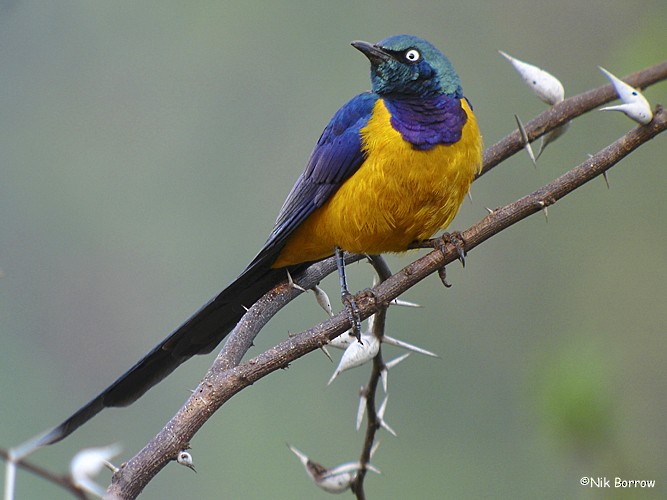 Golden-breasted Starling - ML205472501