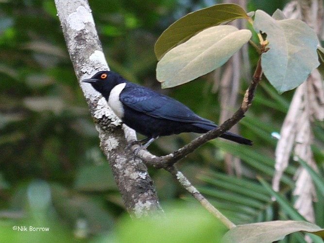 White-collared Starling - ML205472511