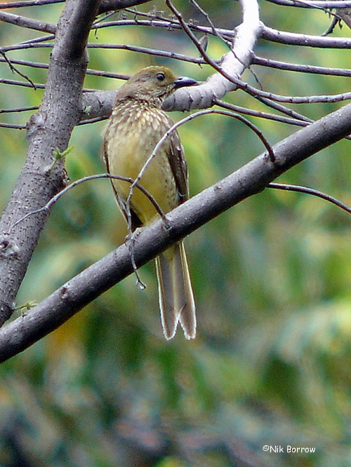 Yellow-breasted Bowerbird - Nik Borrow