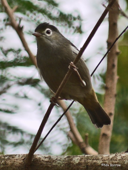 Black-capped Speirops - ML205472671