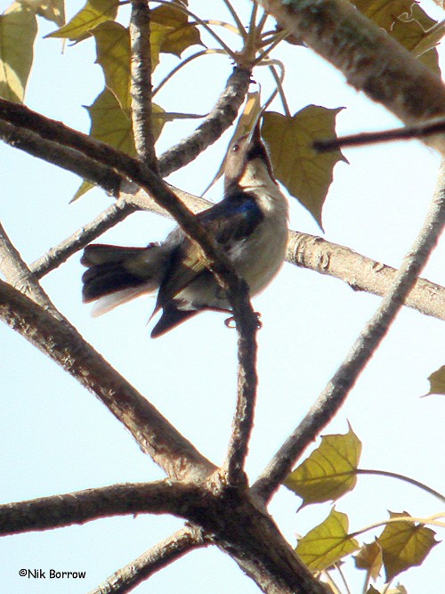 Uluguru Violet-backed Sunbird - Nik Borrow