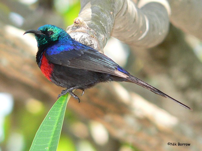 Red-chested Sunbird - ML205472721