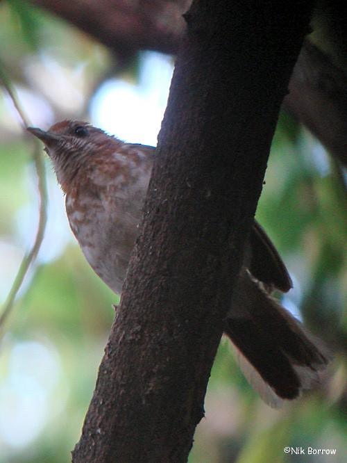 Spotted Thrush-Babbler (Rufous-tailed) - eBird