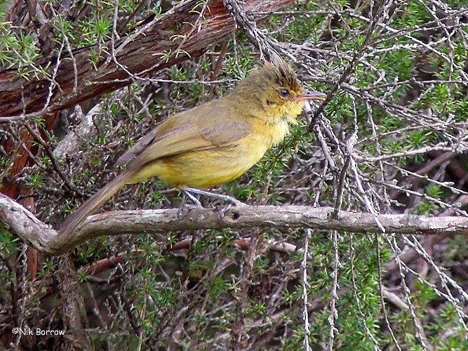 Mountain Yellow-Warbler - Nik Borrow
