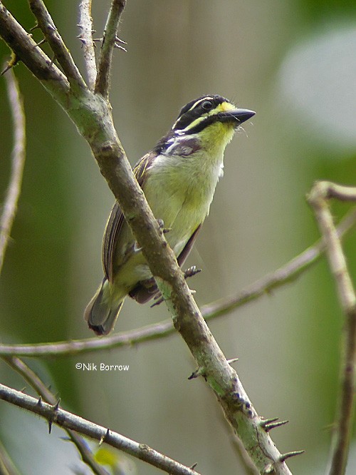 Yellow-throated Tinkerbird - ML205472891