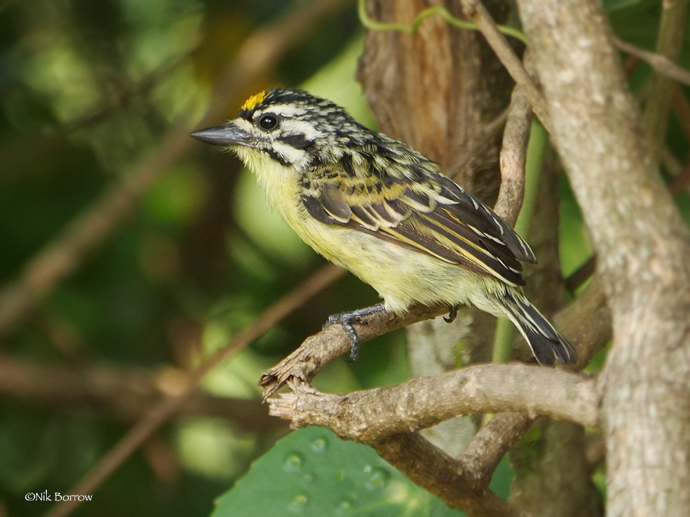 Yellow-fronted Tinkerbird - Nik Borrow