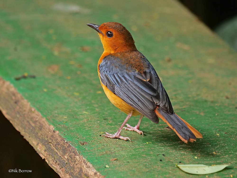 Red-capped Robin-Chat - ML205473101
