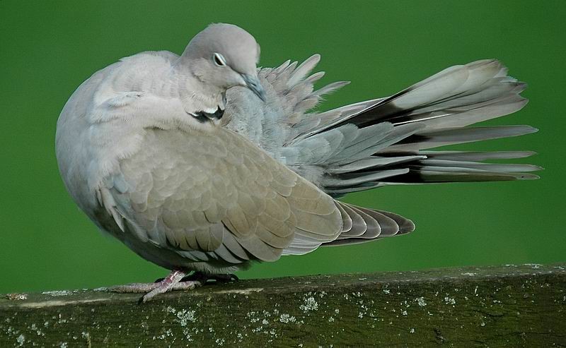 Eurasian Collared-Dove - Gerard  Visser
