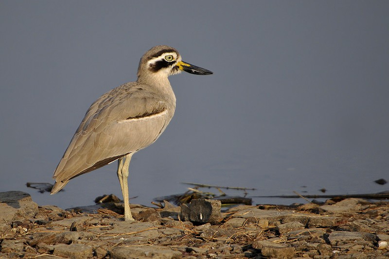 Great Thick-knee - ML205474001