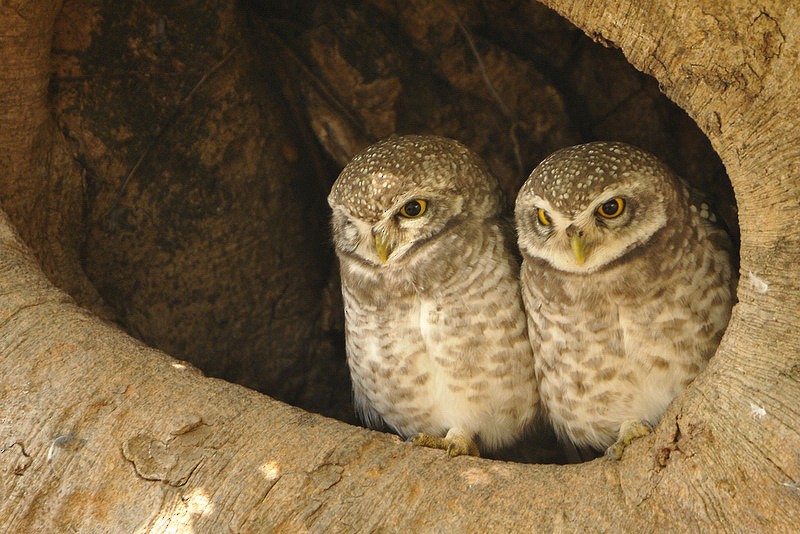 Spotted Owlet - Gerard  Visser