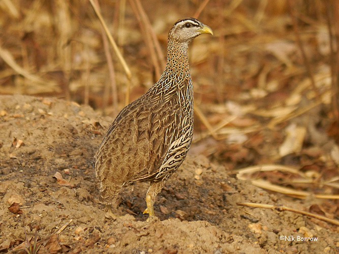 Double-spurred Spurfowl - ML205474261