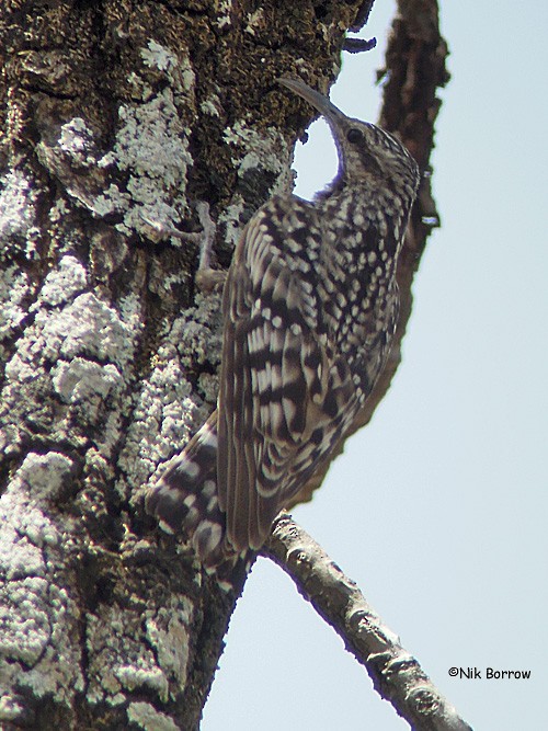 African Spotted Creeper - ML205474281