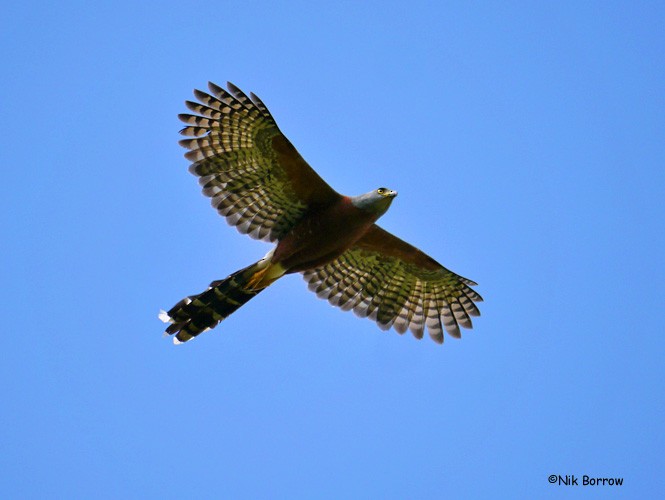 Long-tailed Hawk - Nik Borrow