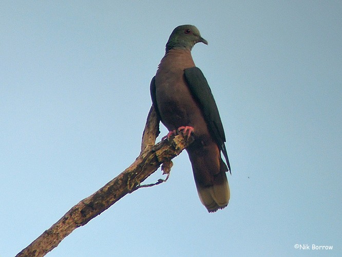 Bronze-naped Pigeon - Nik Borrow