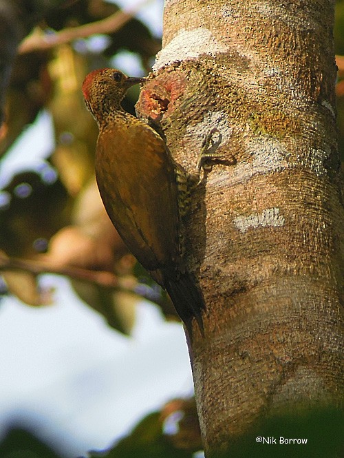 Green-backed Woodpecker (Little Green) - Nik Borrow
