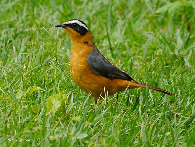 White-browed Robin-Chat - ML205474571