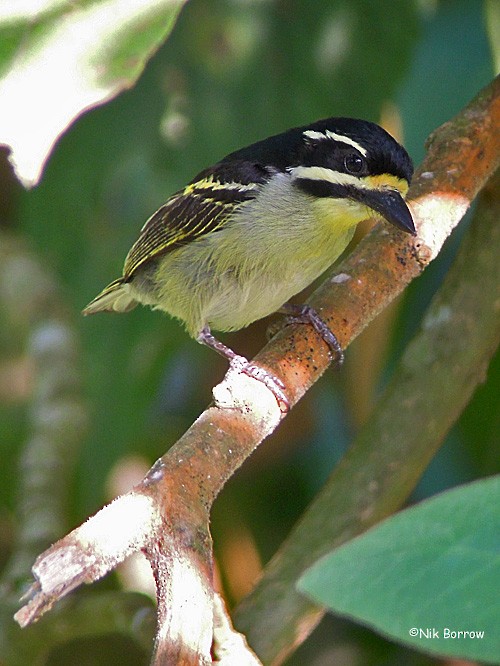 Yellow-throated Tinkerbird - ML205474761