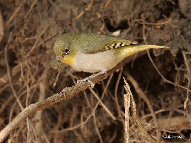 Possible confusion species: Abyssinian White-eye (<em class="SciName notranslate">Zosterops abyssinicus</em>). - Abyssinian White-eye - 