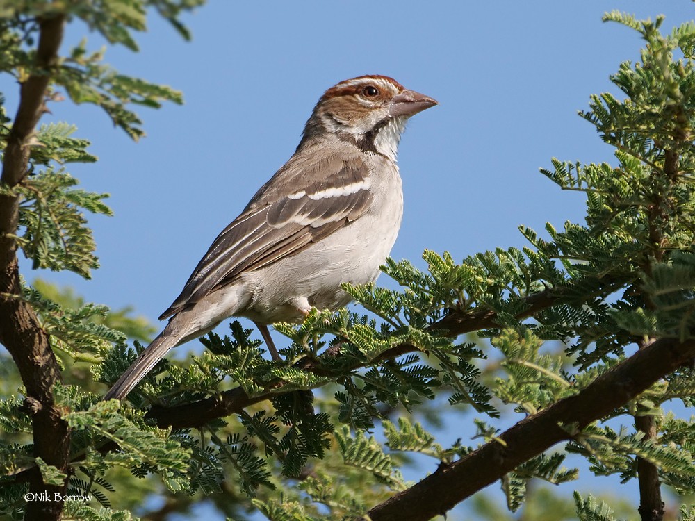 Chestnut-crowned Sparrow-Weaver - Nik Borrow