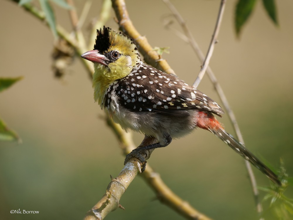 Yellow-breasted Barbet - ML205474991