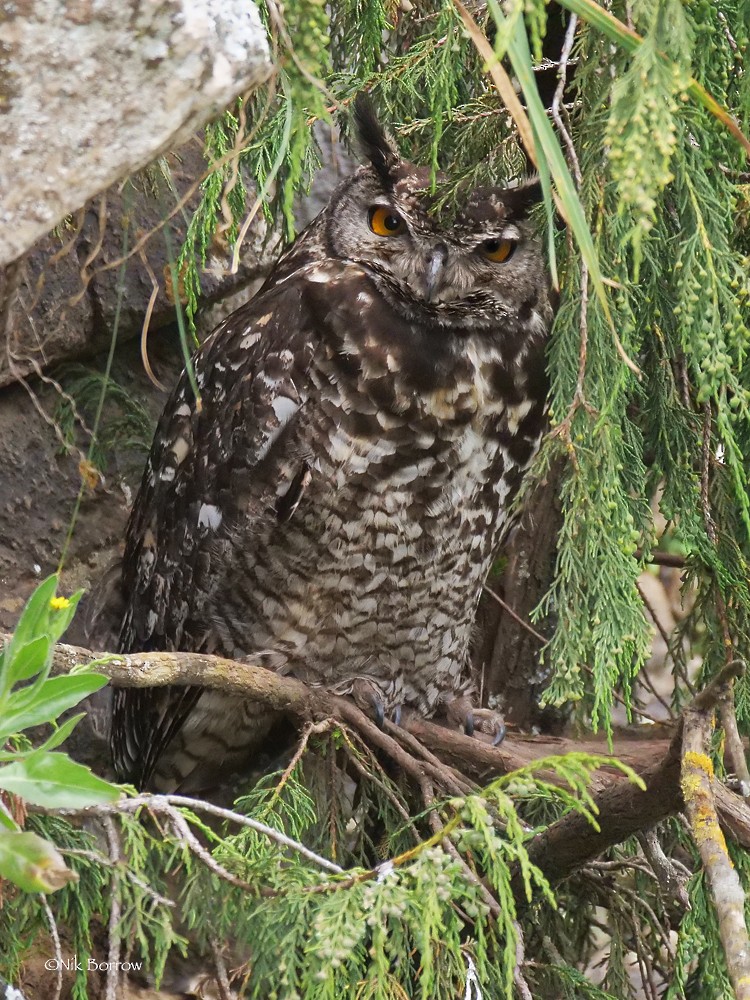 Cape Eagle-Owl (Northern) - Nik Borrow