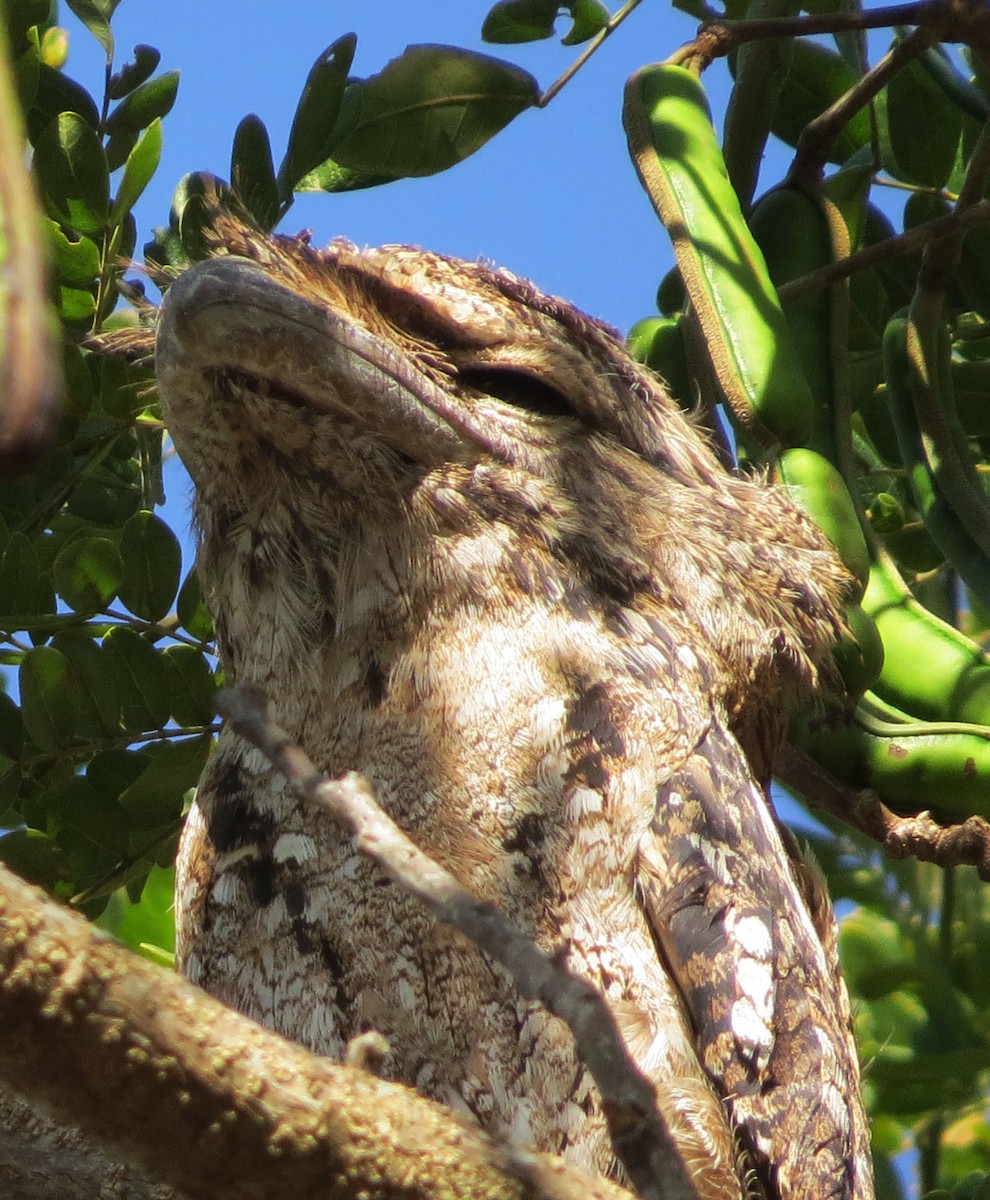 Papuan Frogmouth - ML205475121