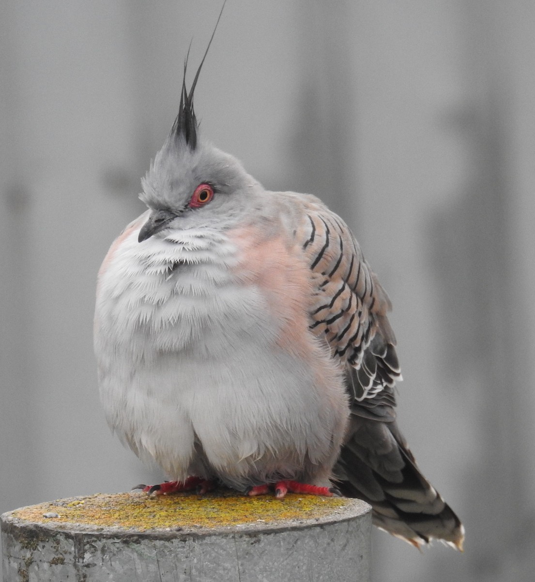 Crested Pigeon - Colin Trainor