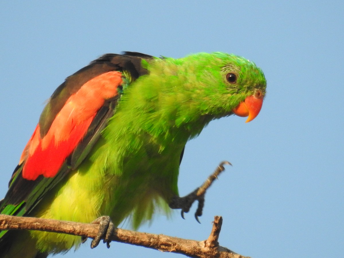 Red-winged Parrot - ML205475391