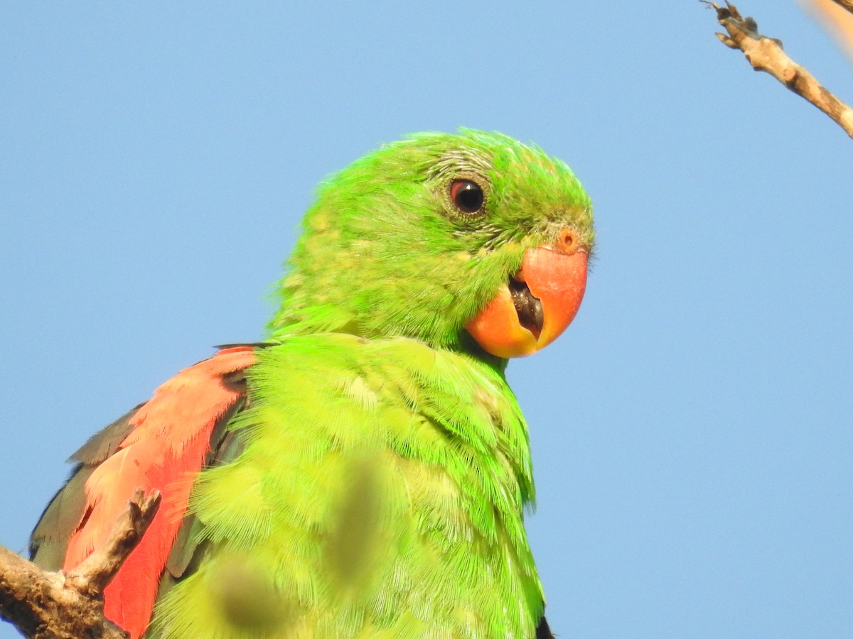 Red-winged Parrot - ML205475431