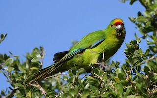 forbes parakeet