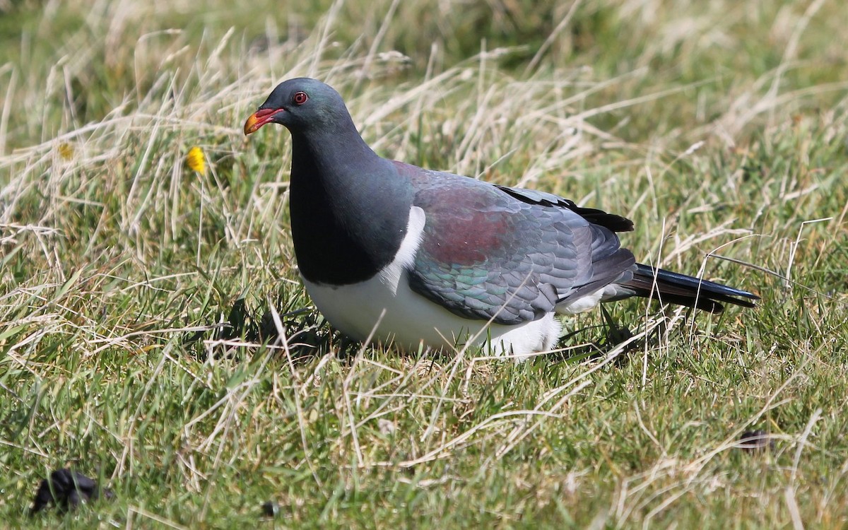 Chatham Island Pigeon - ML205475561