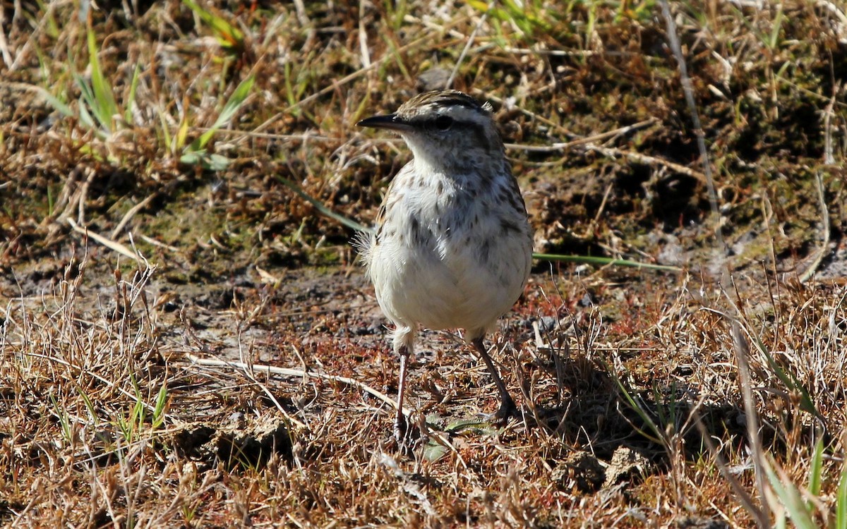 New Zealand Pipit - Andrew Sutherland