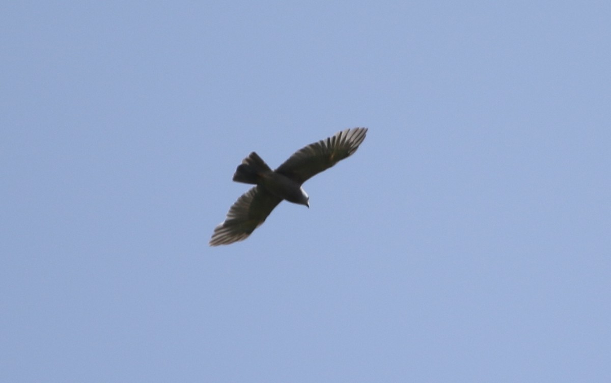 New Britain Sparrowhawk - Andrew Sutherland