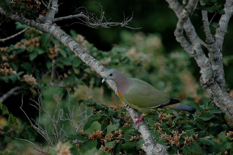 Pink-necked Green-Pigeon - Gerard  Visser