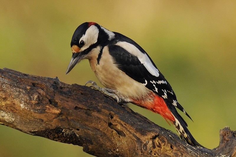 Great Spotted Woodpecker (Great Spotted) - Gerard  Visser