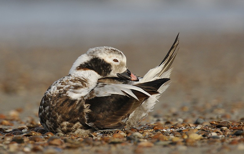 Long-tailed Duck - Gerard  Visser
