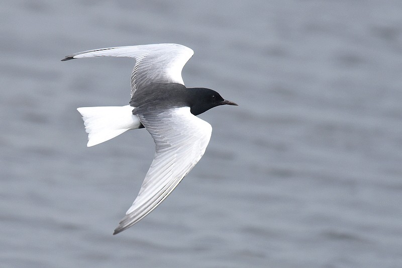 White-winged Tern - Gerard  Visser