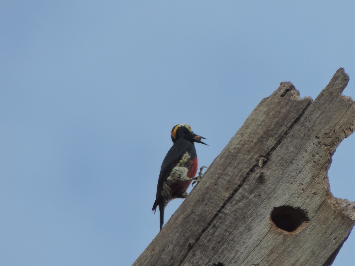 Yellow-tufted Woodpecker - Alfredo Rosas