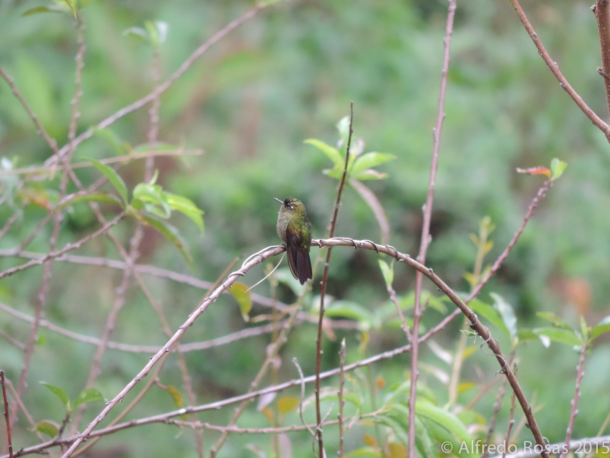 kolibřík dřišťálový - ML205476151