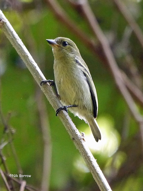 Green Tinkerbird - Nik Borrow